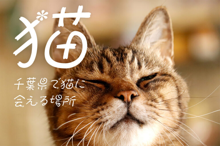 ネコ 千葉県で猫に会える場所 10選